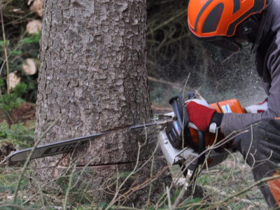 Trabajador Forestal