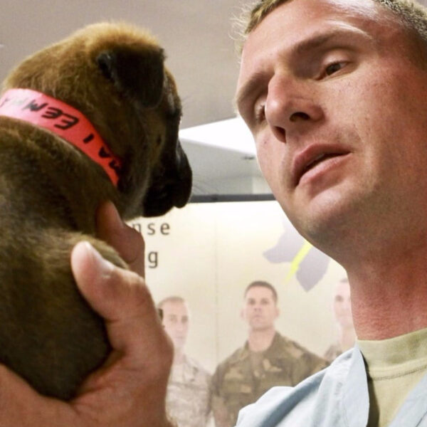 Auxiliar Clínica Veterinaria